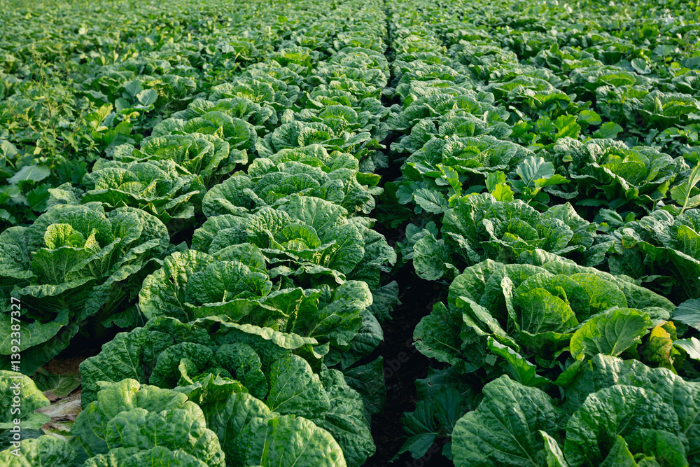 The chinese cabbage field in northern china The chinese cabbage field in northern china
