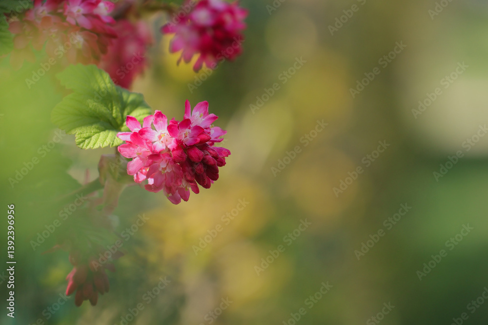 The redflower currant (Ribes sanguineum Pursch)