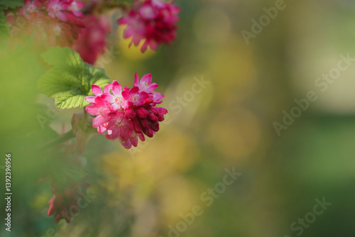 Obraz na płótnie The redflower currant (Ribes sanguineum Pursch) w salonie