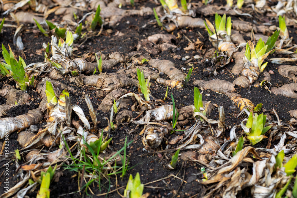 Fototapeta premium A diverse collection of small plants is currently emerging from the ground