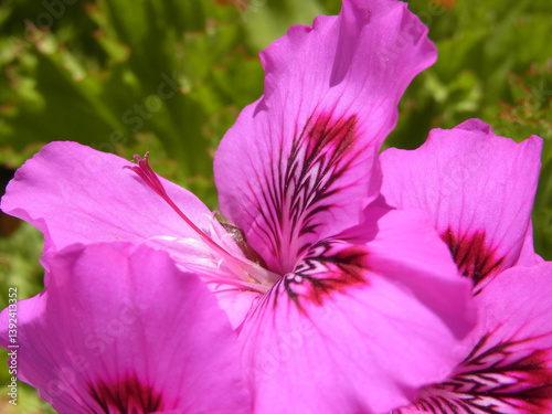 Natura