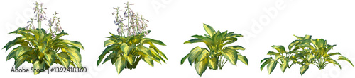 Tableau sur toile Set of Hosta Justine (Funkia) frontal isolated png on a transparent background p