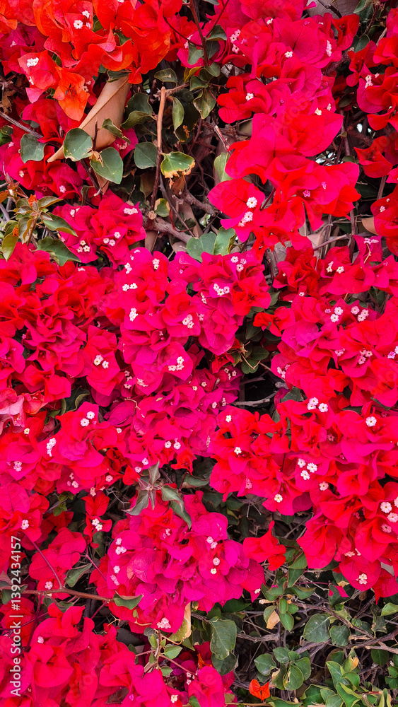 Close up of bougainvillea spectabilis blooming with vibrant pink bracts in tenerife, spain, creating a stunning natural display
