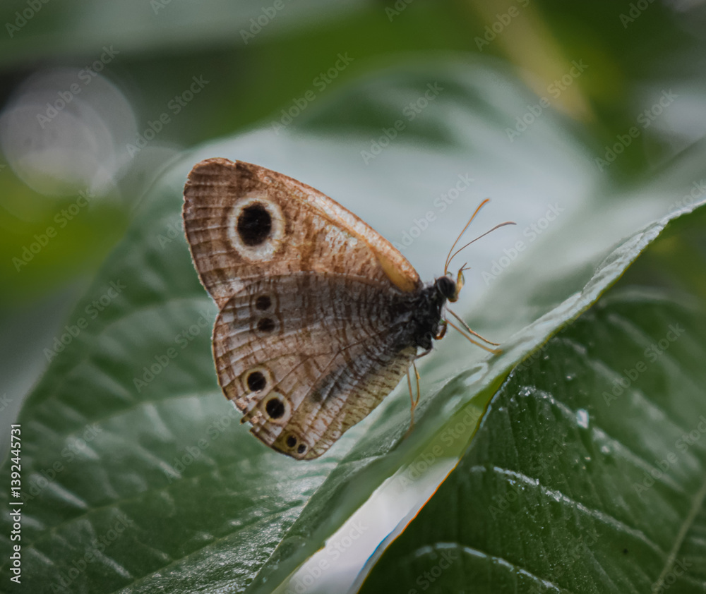 Obraz premium Butterfly 