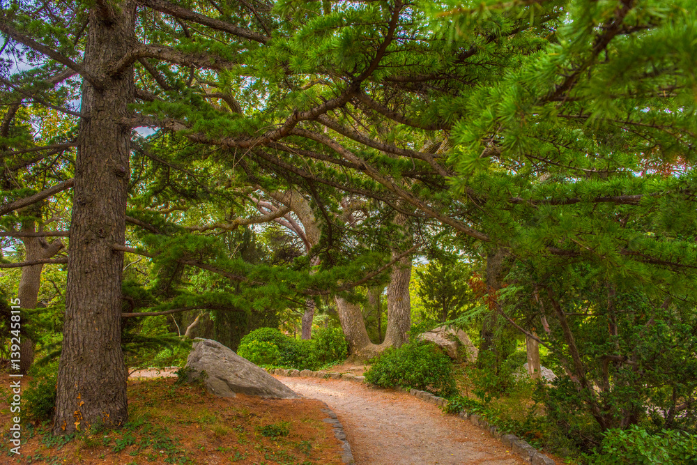 a cozy winding path running among the majestic trees in the park of Foros, Crimea. Powerful conifers (possibly cedars and pines) form a dense canopy with their long spreading branches