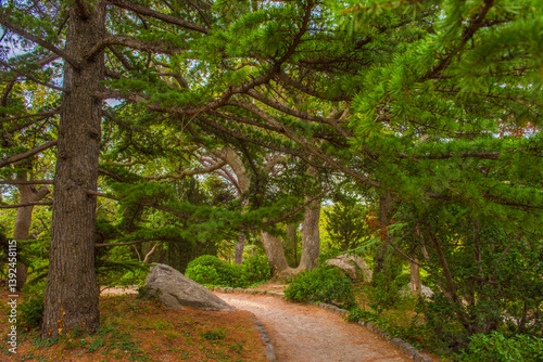 Obraz na płótnie a cozy winding path running among the majestic trees in the park of Foros, Crimea. Powerful conifers (possibly cedars and pines) form a dense canopy with their long spreading branches w salonie