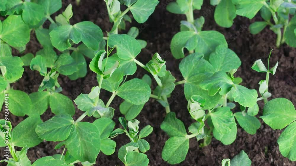 Time Lapse of Growth Green Peas Beans Plants. Insects Spoil Plants. 4K.
Time Lapse of Growth Green Peas Beans Plants. Insects Spoil Plants. 4K.