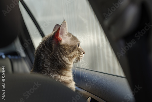 Obraz na płótnie Cat riding in a car w salonie