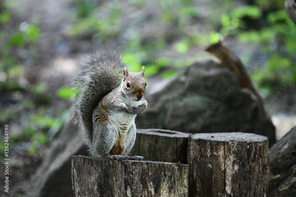 Squirrel on Tree Stump in Forest Squirrel on Tree Stump in Forest