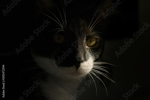 Obraz na płótnie Tuxedo cat in natural sun light w salonie