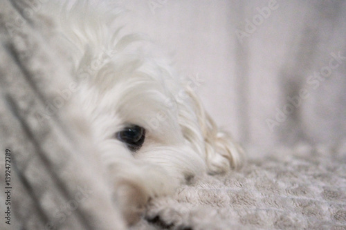 Obraz na płótnie White Maltese Puppy Dog Bichon w salonie