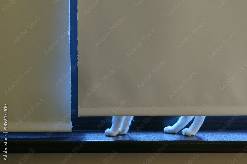 A cat is hiding behind the blinds