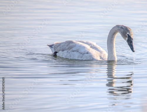 Fototapeta Naklejka Na Ścianę i Meble -  swan on the water