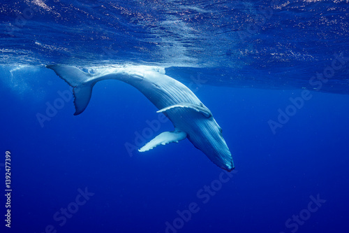 Humpback whale (Megaptera novaeangliae) calf, diving underwater, off Tubuai, French Polynesia, Pacific Ocean. 