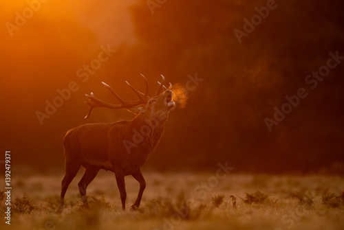 Red deer (Cervus elaphus) stag roaring at dawn with visible breath, Bradgate Park, Leicestershire, UK. October. 