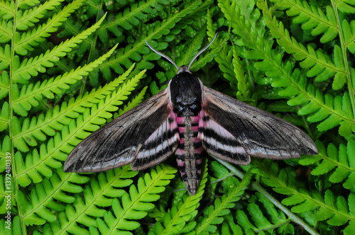 Privet hawkmoth (Sphinx ligustri) resting on ferns, Dorset, England, UK. June. Captive.  photo