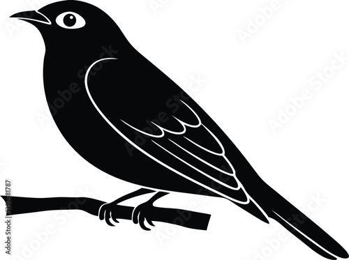 Beautiful Sapphire Cotinga bird sitting forward on the branch silhouette black color vector illustration