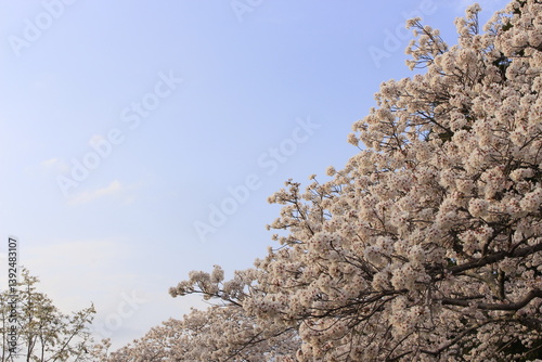 桜さくらCherry春