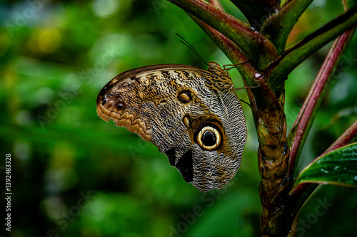 Pale owl-butterfly (Caligo telamonius) resting on plant stem in a butterfly sanctuary, Guanacaste, Costa Rica.  photo