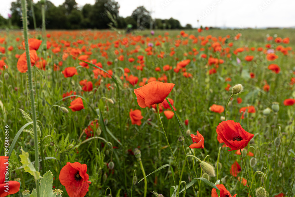 Fototapeta premium A meadow with many poppy blossoms (papaver)
