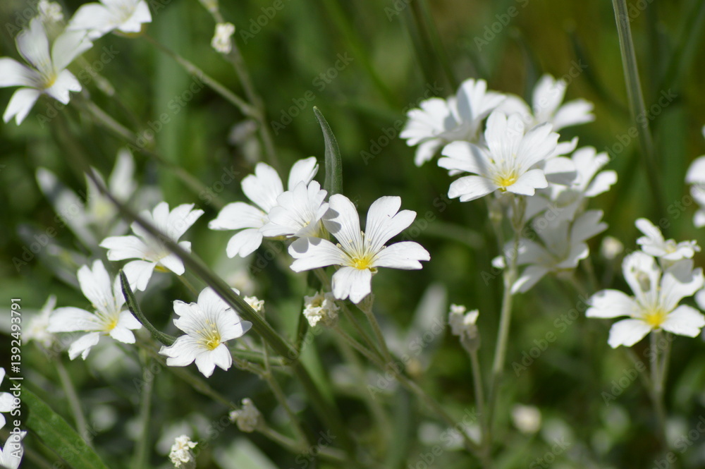 white flowers in a field white flowers in a field
