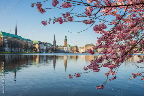 Kirschblüte an der Alster mit rosa Zierkirsche und Blick auf die Hamburger City