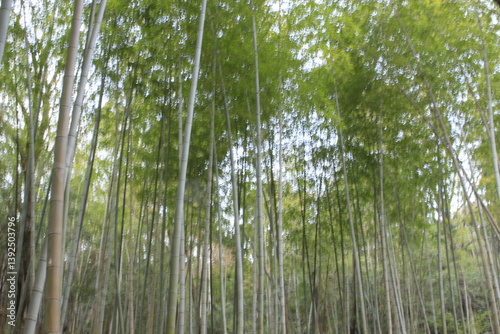 竹林Bamboo forest