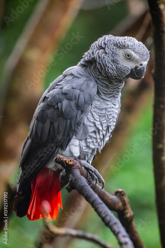 African grey parrot(Psittacus erithacus) closeup  
The grey parrot is a medium-sized, predominantly grey, black-billed parrot. 
It has darker grey over the head and both wings, photo