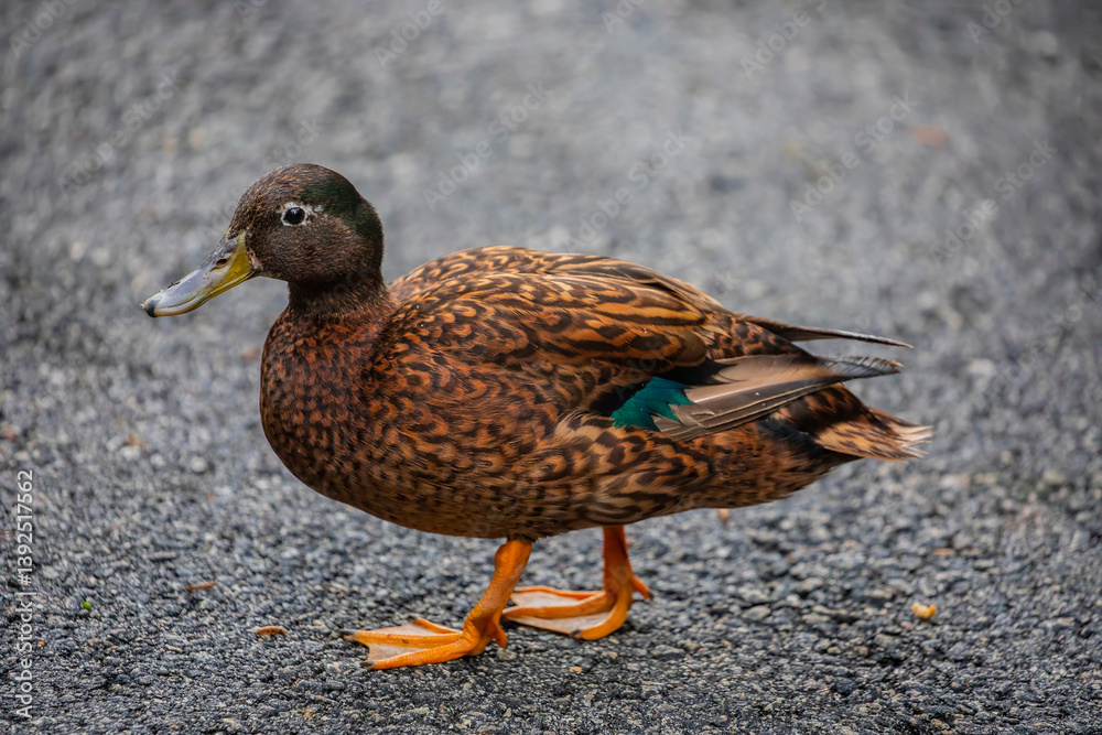 The Laysan Duck (Anas laysanensis) is a small, endangered dabbling duck native to the Hawaiian Islands. The Laysan Duck (Anas laysanensis) is a small, endangered dabbling duck native to the Hawaiian Islands.
