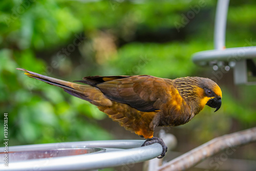 The brown lory (Chalcopsitta duivenbodei) is a species of parrot in the family Psittaculidae native to New Guinea. 
It has a black beak, yellow-streaked face, white tail and mostly dark brown plumage. photo