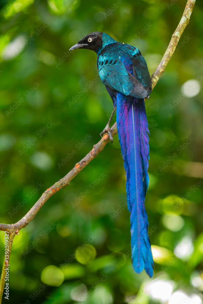 Obraz premium The long-tailed glossy starling (Lamprotornis caudatus) is a member of the starling family of birds. It is a resident breeder in tropical Africa from Senegal east to Sudan.