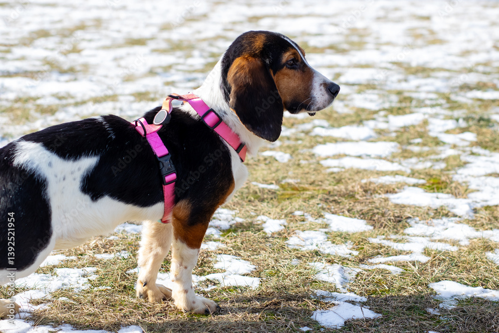 A black and white dog in a pink harness stands in the snow