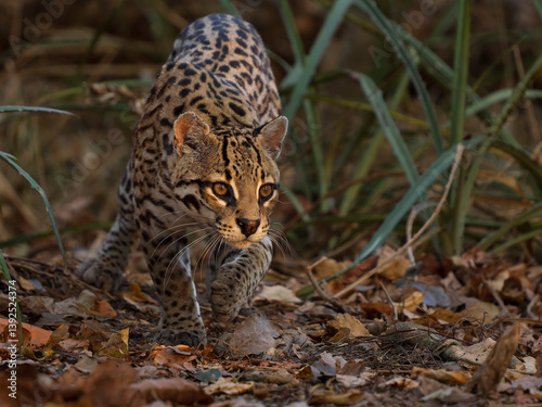 Ocelot (Leopardus pardalis) male, walking through forest, Pantanal, Brazil.