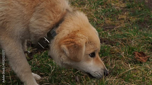 funny puppy dog ​​lies on back plays fooling around