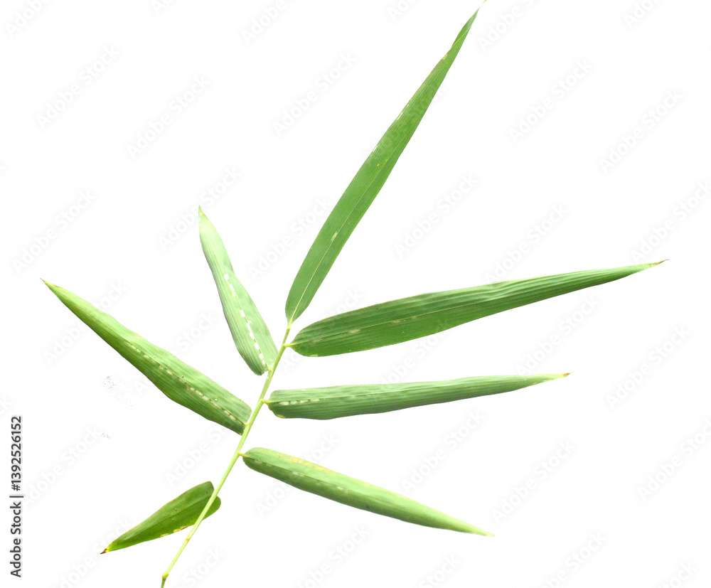 Bamboo leaf isolated on white with clipping path - stock photo
Bamboo leaf isolated on white with clipping path - stock photo