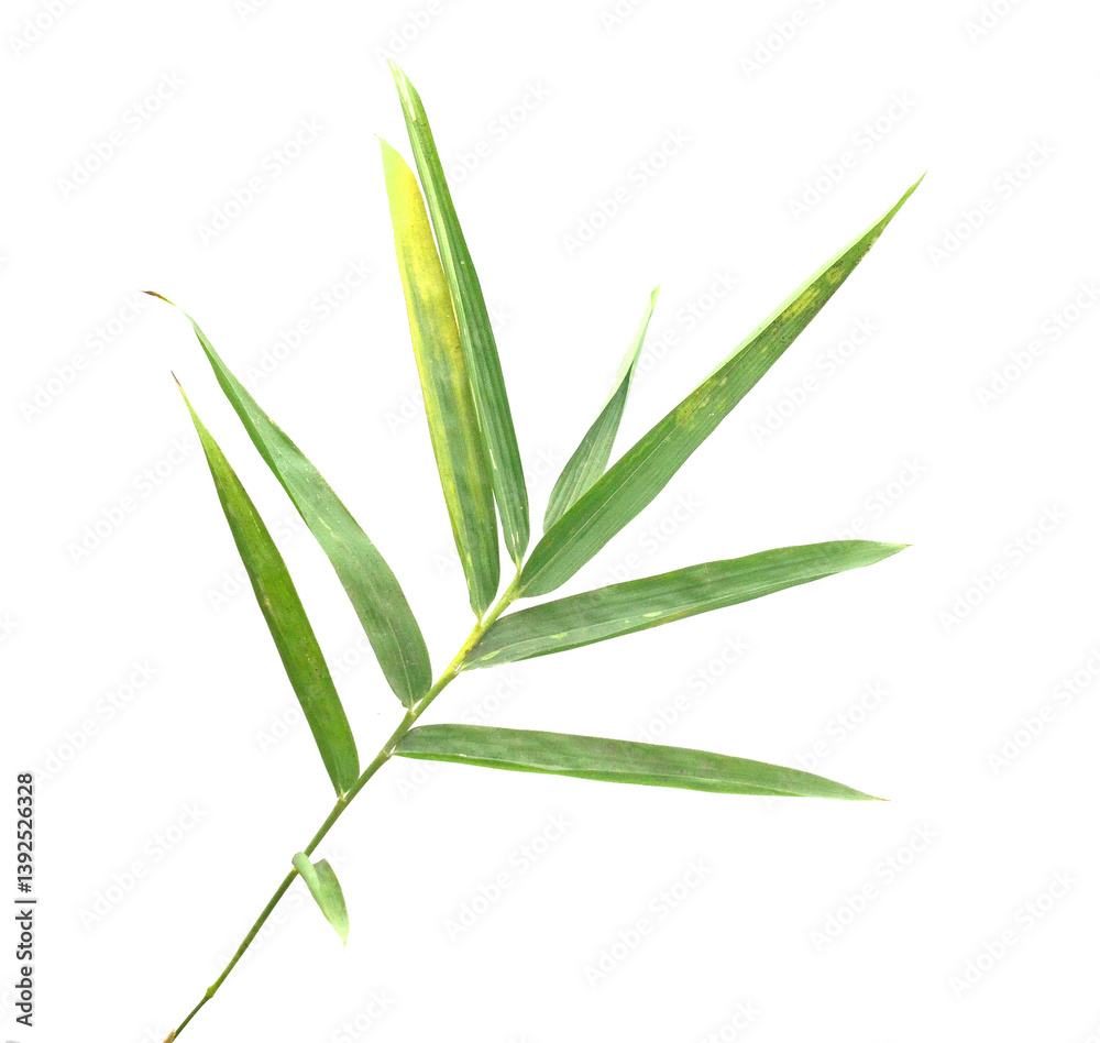 Obraz premium Bamboo leaf isolated on white with clipping path - stock photo
