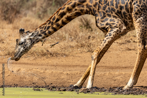 Masai giraffe (Giraffa tippelskirchi) drinking at a pond with two Red-billed oxpeckers (Buphagus erythrorhynchus) in flight, Amboseli National Park, Kenya. Endangered. photo