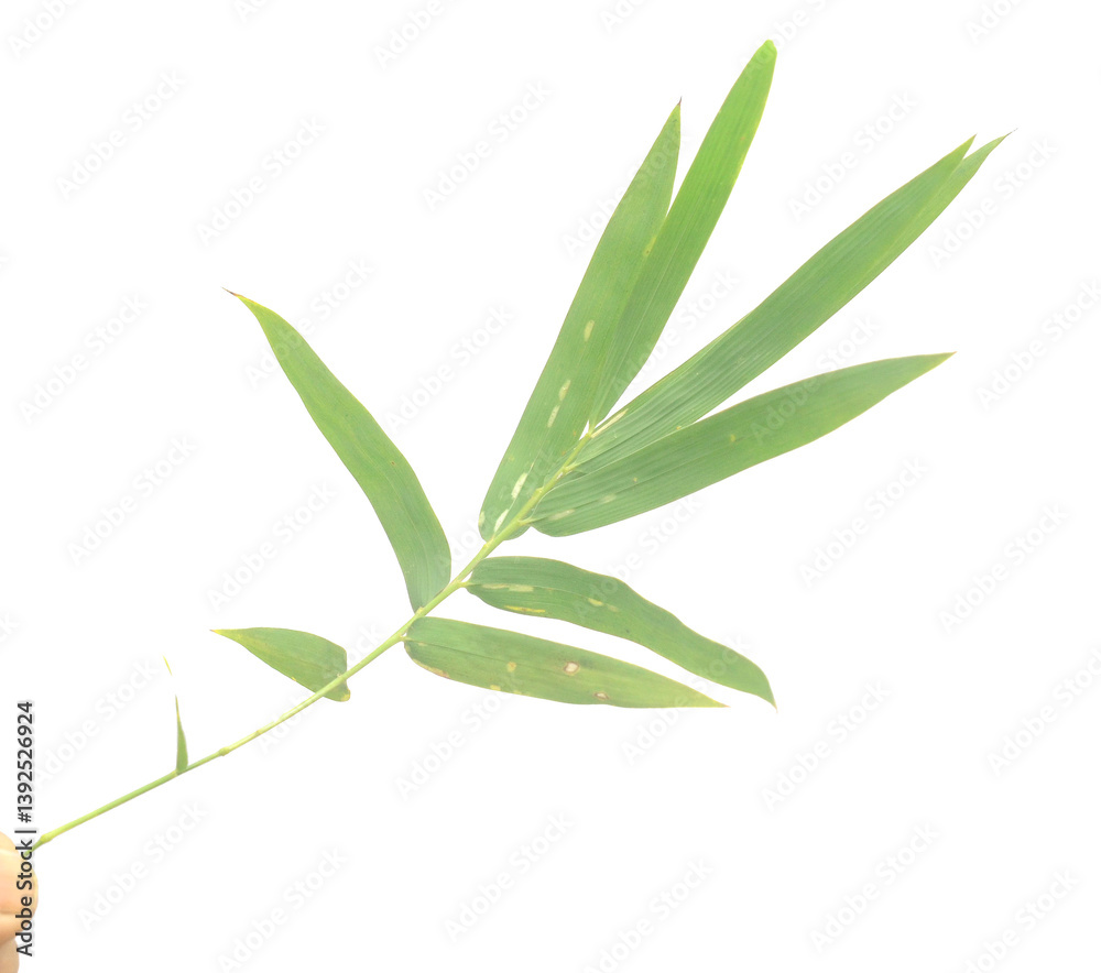 Naklejka premium Bamboo leaf isolated on white with clipping path - stock photo