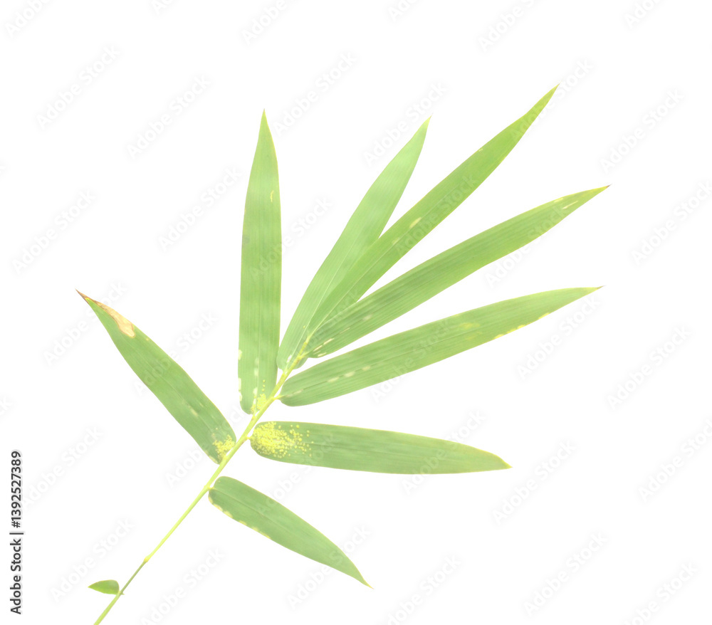 Fototapeta premium Bamboo leaf isolated on white with clipping path - stock photo 