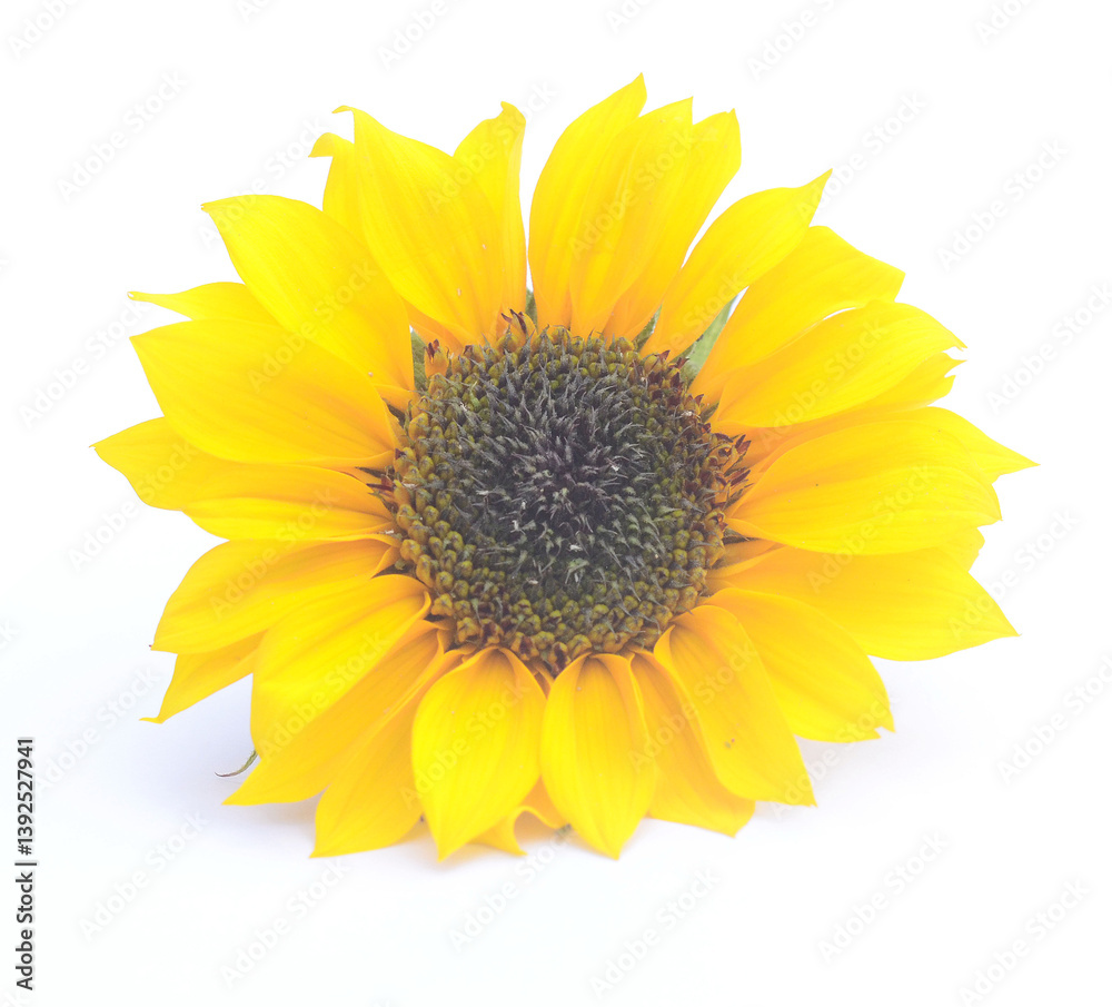 Obraz premium Sunflower Isolated on White - stock photo