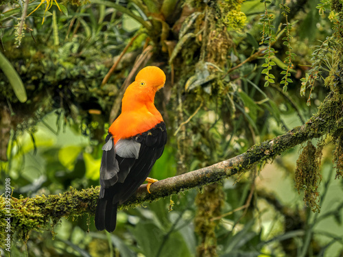 Andean cock of the rock (Rupicola peruvianus) male in lek, cloud forest, Ecuador.