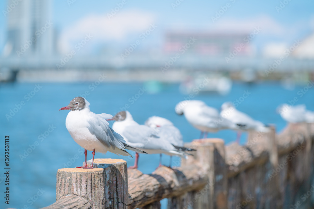 Obraz premium 海辺の鳥