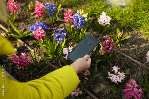 Obraz na płótnie Woman in a yellow jacket takes a photo of vibrant flowers in a spring garden using her smartphone. The image captures the beauty of nature and the joy of capturing memories. w salonie