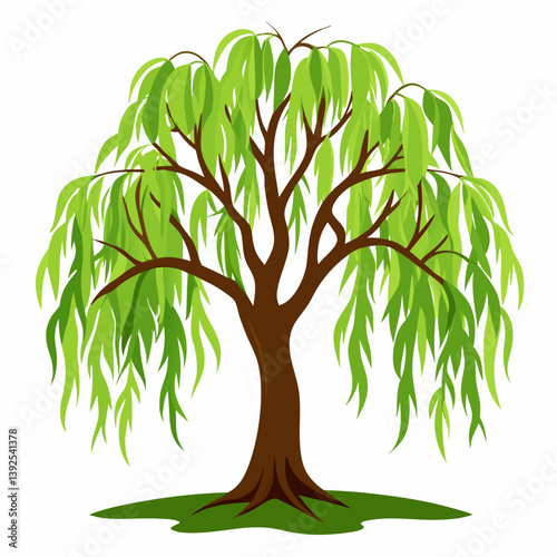 A willow tree vector illustration a white background