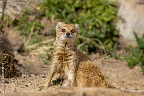 Bild auf Leinwand Yellow mongoose