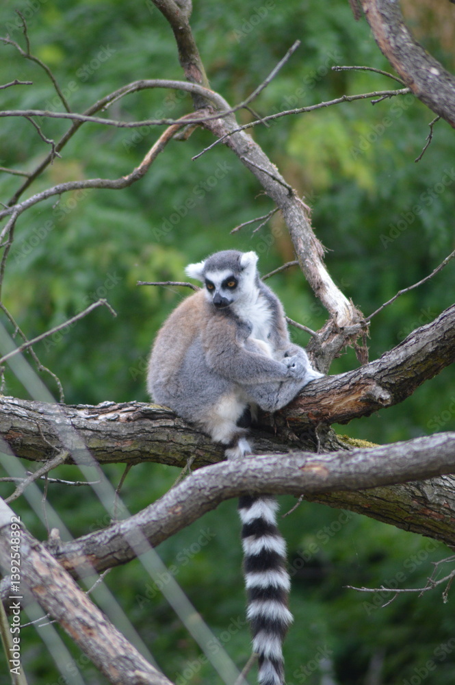Fototapeta premium ring tailed lemur