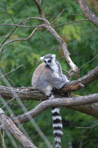 ring tailed lemur