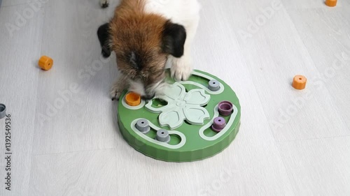 Dog looking for treats in Interactive educational toy feeder for dogs and cats. Intellectual game for dogs. and training of nose work with pet. brain game training for dogs
