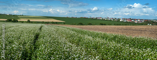 Flowering buckwheat field, plowed field nearby, village on the horizon with c...