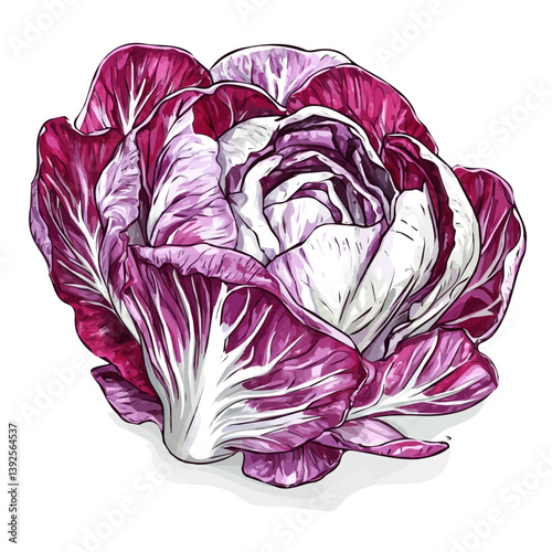 A hand-drawn Radicchio leaf in trendy abstract minimal style. Fresh and natural look. Vector illustration in EPS format, isolated on a white background.